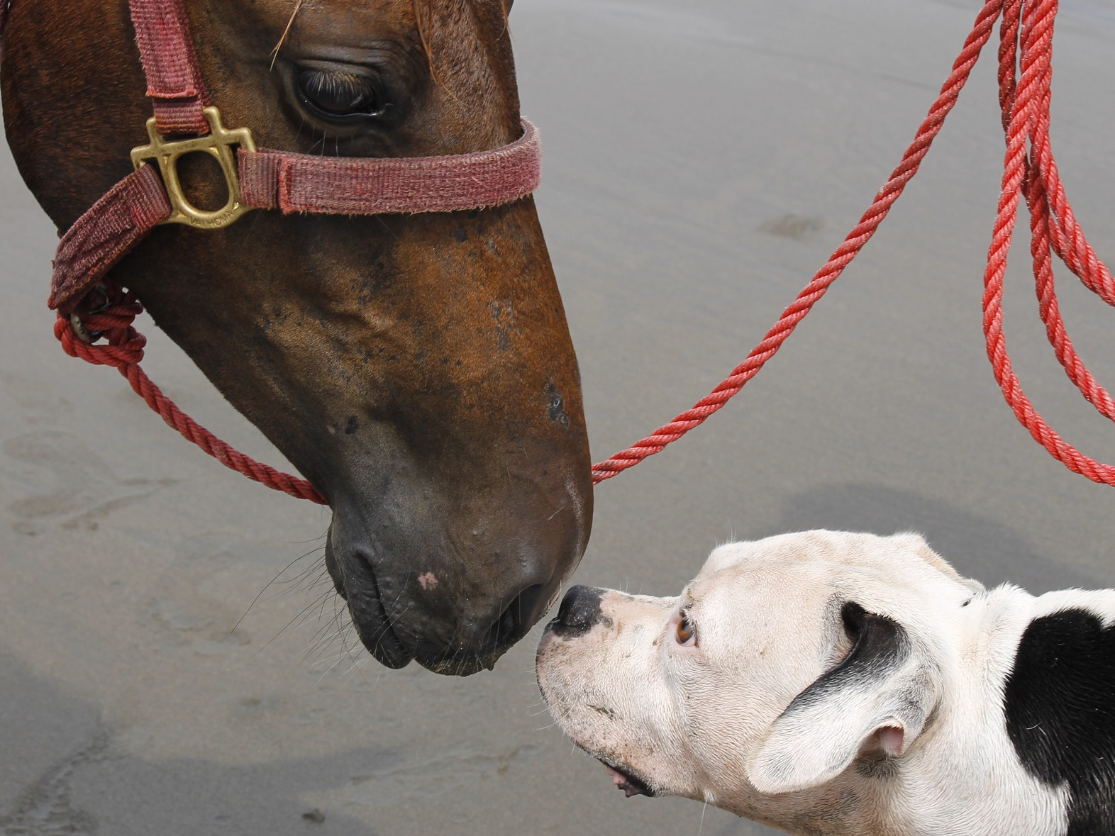 Geschenke Zur Unterstutzung 2nd Hand Tiere E V