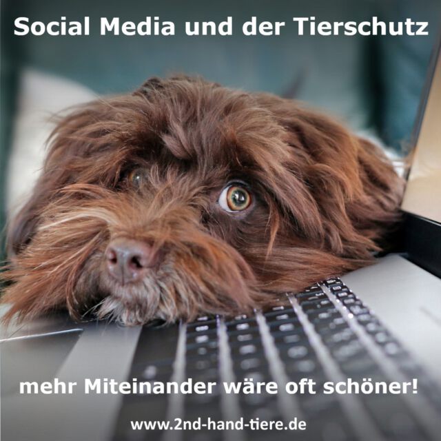 Immer wieder sonntags informieren wir Euch über Dinge, die uns aktuell besonders beschäftigen.

Ist euch schon aufgefallen, dass es in den sozialen Medien gerade bei Themen rund um den Tierschutz oft sehr ruppig zu geht? 

Tierheime werden öffentlich angegriffen, einzelne Tierschützer diffamiert und nicht selten entfacht ein verbaler Schlagabtausch, der alles andere als sozial ist. Vielleicht liegt es am generell rauer gewordenen Ton, vielleicht an der manchmal speziellen Art, die einige Tierschützer inne haben oder vielleicht auch, weil Tiere für die meisten von uns ein sehr emotionales Thema sind. Leider werden bei diesen Grabenkämpfen in sozialen Medien fragwürdige Meinungen vervielfältigt, die z.B. durch das unreflektierte Teilen irgendwelcher Posts zur gefühlten Wahrheit werden. 

Um so mehr freuen wir uns, dass es in unserem kleinen Verein so friedlich und freundlich abläuft. 

In diesem Sinne wünschen wir euch einen schönen Sonntag und einen gelungenen Start in eine hoffentlich friedliche und freundliche Woche.

#2ndhandtiere #socialmedia #nettiquette #tierschutz #miteinander