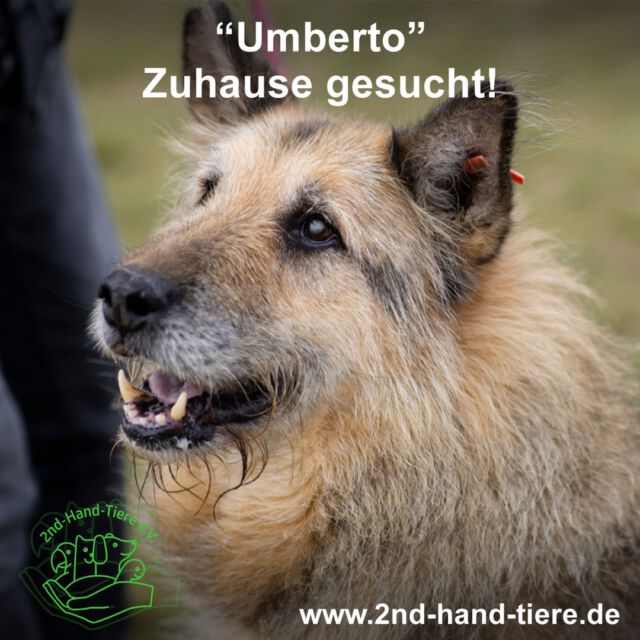 Immer wieder sonntags informieren wir Euch über Dinge, die uns aktuell besonders wichtig sind. Heute geht es noch einmal um eine Vermittlungshilfe; dieses Mal für den kastrierten Rüden Umberto der Streunerhilfe Bulgarien e.V.

Für Cesare, Umbertos besten Freund im Tierheim Bogrov in Sofia, wurde bereits eine Pflegestelle gefunden und das Glück wäre vollkommen, wenn auch Umberto bald umziehen könnte:

Liebenswürdiger Hundeherr, charmant, tolerant und mit guten Manieren, möchte sich im Wohnumfeld verbessern und sucht Pflege- oder Endstelle als Altersruhesitz.

Name: Umberto
Alter: ca. 9 Jahre
Derzeitiger Wohnort: Tierheim Bogrov, Sofia, Bulgarien
Auskunft erteilt: Streunerhilfe Bulgarien e.V.

Umberto ist: lieb, kinderfreundlich, gemütlich, verträglich mit Artgenossen, kontaktfreudig
Umberto sucht: Pflege- oder Endstelle bei verantwortungsbewussten Menschen, die ebenso nett sind wie er und die ihn mit Herz, Geduld und Verstand begleiten. Umberto wünscht sich: Ruhe, Wärme, ein kuscheliges Hundebett, gemütliche Spaziergänge, ein eigenes Planschbecken

Umbertos Seite bei der Streunerhilfe Bulgarien mit noch mehr Infos und vielen Fotos:
https://www.streunerhilfe-bulgarien.de/hunde/r%C3%BCden/umberto/

Ansprechpartner bei der Streunerhilfe Bulgarien e.V.:
https://www.streunerhilfe-bulgarien.de/kontakt/ansprechpartner/

#2ndhandtiere #tierschutz #tierschutzverein #auslandstierschutz #adoptdontshop #pflegestelle #endstelle