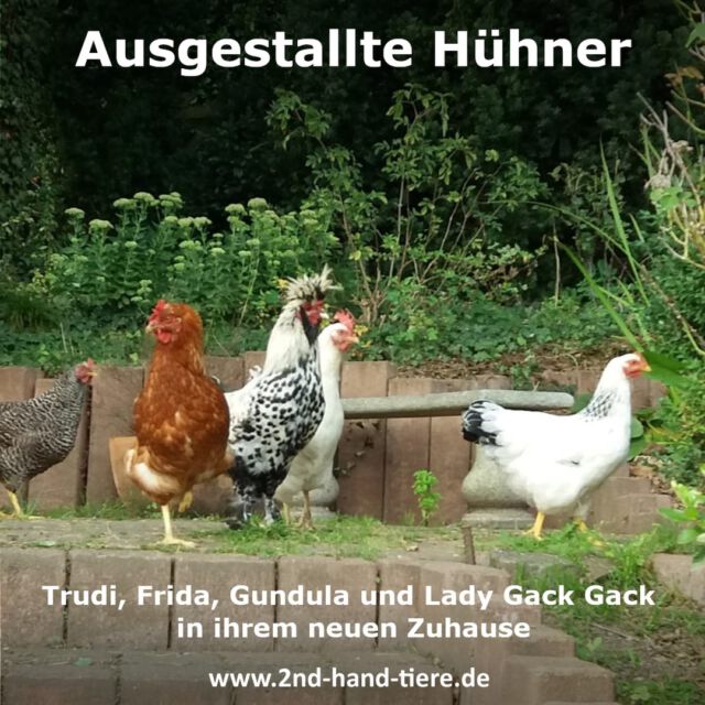 Immer wieder sonntags informieren wir Euch über Dinge oder Tiere, die uns aktuell besonders beschäftigen. 
Heute stellen wir euch vier ausgestallte Hühner vor, die ein neues Zuhause gefunden haben.

Trudi, Frida, Gundula, und Lady Gack Gack sind gerettete Hühner, die ein neues Leben beginnen durften. 
Sie stammen aus Betrieben, in denen Legehennen ausgebeutet werden und oft ohne jemals Sonnenlicht zu sehen oder artgerecht behandelt zu werden, geschlachtet werden. 
Hühner in Massentierhaltung leben unter grausamen Bedingungen, leiden an Verletzungen, Krankheiten und sterben oft an Überbeanspruchung. 
Bitte achtet darauf, woher ihr eure Eier kauft, da die billigsten Eier oft ein Martyrium für die Hühner bedeuten. 
Auch XL Eier sind eine Quälerei für Hühner und Masthühner leben nur 40 Tage unter schrecklichen Bedingungen, bevor sie geschlachtet werden.

#2ndhandtiere #adoptdontshop #legehennen #zweitesleben #paradies #billigeier #tierwohl #artgerechtetierhaltung #nachhaltigkeit #tierschutz #tierliebe #huehnerrettung