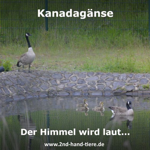 Immer wieder sonntags informieren wir Euch über Dinge, die uns aktuell besonders beschäftigen. 

Der Himmel wird laut…
Habt ihr auch bemerkt, dass es in letzter Zeit manchmal ziemlich laut am Himmel ist? Kanadagänse ziehen vermehrt über das Land und lassen sich zeitweise an beliebten Orten wie Seen, Teichen oder anderen Gewässern mit dichtem Bewuchs nieder, um dort ihre Küken großzuziehen. Manche Menschen stört das, während andere versuchen, sie zu schützen, wie es bei vielen Wildtieren der Fall ist. Einige betrachten die Kanadagans als potenziell invasive Art, die unsere einheimischen Arten gefährden könnte. Allerdings gibt es dafür keine überzeugenden Beweise.

Die Brutzeit der Kanadagänse beginnt Ende März oder Anfang April und dauert etwa 28 Tage. Danach leben die Küken bis zum nächsten Frühjahr mit ihren Eltern zusammen. Während der Brut- und Setzzeit ist es verboten, Nester zu entfernen oder zu versetzen. Aufgrund der vermehrten Anzahl von Kanadagänsen in den letzten Jahren kommt es manchmal zu Begegnungen mit Menschen. Daher möchten wir dies zum Anlass nehmen, etwas über ihr Verhalten zu erzählen.

Kanadagänse gelten teilweise als aggressiv, obwohl sie eigentlich nur ihren Brutplatz gegenüber anderen Gänsen energisch verteidigen. Bei Menschen ergreifen sie eher die Flucht, aber sie würden ihre Familie auch beeindruckend vor potenziellen Bedrohungen wie Hunden schützen. Das "Zischen" einer Gans kann verschiedene Bedeutungen haben, aber für uns Menschen sollte es bedeuten, dass wir ihnen ihren gewünschten Freiraum lassen und sie aus der Ferne beobachten sollten.

Die Hinterlassenschaften der Gänse sind oft ein Anlass zur Beschwerde. Dabei handelt es sich jedoch hauptsächlich um zerkleinertes Gras oder Getreide, das in der Regel nicht stark riecht. Eine einfache Reinigung sollte daher kein Problem darstellen. Die Wildgänse ermöglichen uns einen einzigartigen Einblick in ihr Leben und sind eine wunderbare Bereicherung für unseren Alltag. Anstatt sie zu vertreiben, sollten wir uns an diesem Umstand erfreuen, ihren Lebensraum respektieren und sie akzeptieren.

#2ndhandtiere #wildtiere #natur #gaense #kanadagaense #akzeptanz #hilfe